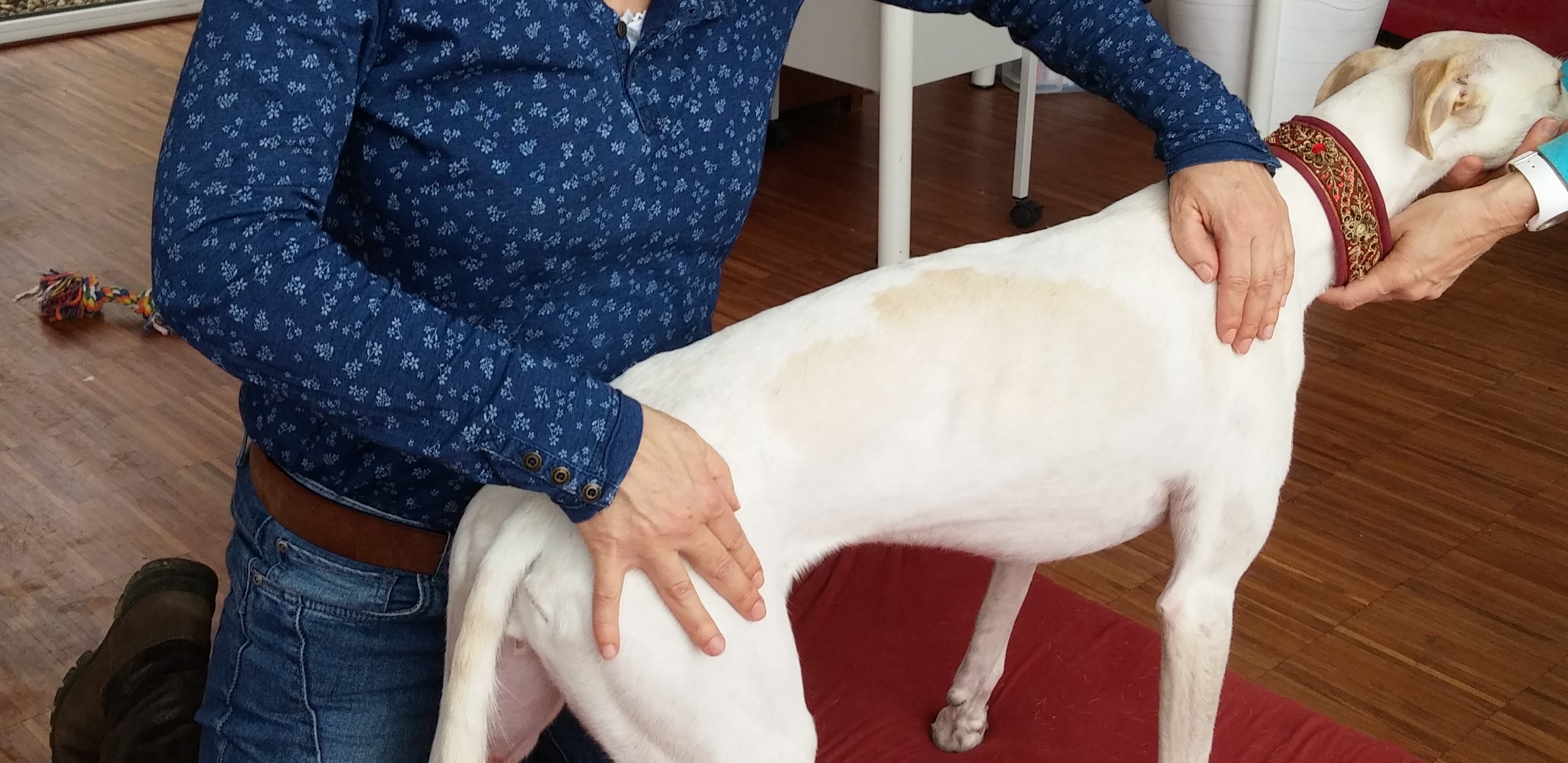 Behandlung eines Pferdes